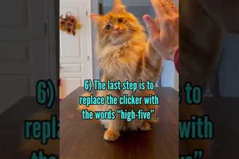 How to teach your cat the high-five in 6 steps.