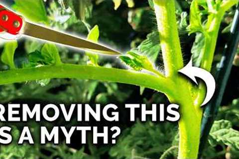 9 Tomato Growing Myths to Avoid!