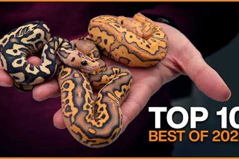 Top 10 BEST Ball Pythons of 2023! | #Hetflix 226