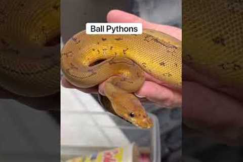 Corn Snake vs Ball Python: What Makes A Better Pet? 🤔🐍