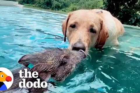 The World's Cutest Interspecies Friendships | The Dodo