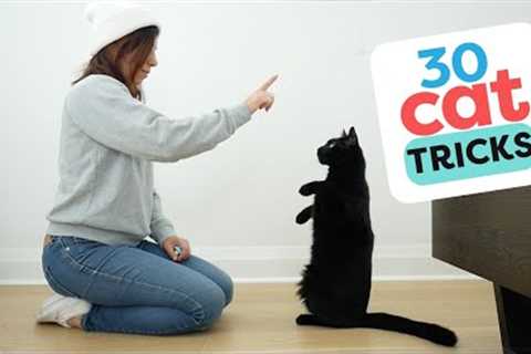 30 Tricks To Teach Your Cat