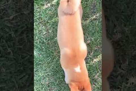 Gilad. Shiba inu puppy. Day in the Life of a Patent Lawyer (2022)