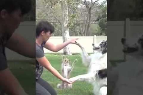 The Most Amazing Dog Tricks #dogtraining #dogtricks