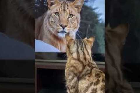 Funny cute cats cat videos animals