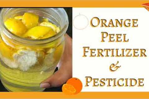 Orange Peel Fertilizer/Pesticide | Get rid of aphids, ants and spider mites
