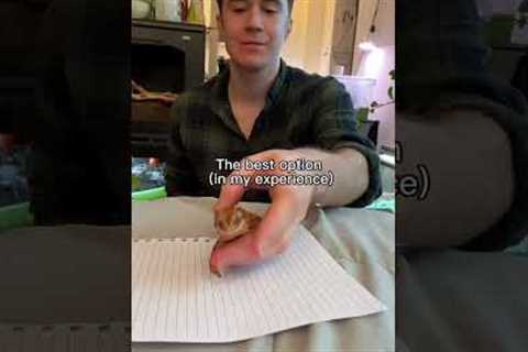 The best beginner pet lizard