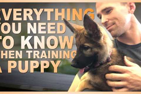 Everything You NEED TO KNOW When Training Your PUPPY!