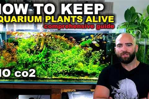How To Keep Low Tech Aquarium Plants Alive - Comprehensive Guide 2022