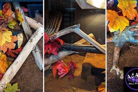 I Moved! How I Keep My Ball Pythons &amp; What I'm Up To