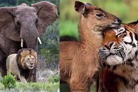 15 Best Animal Friendships in the World