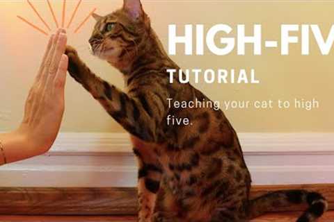 how to teach your cat to highfive