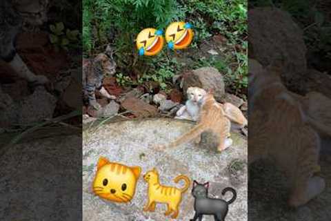 funny moments of  cats 🐯 // cat videos no ads // funny kittens // #funnykittens @kittens