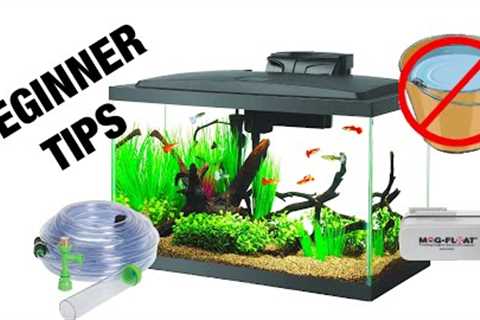 Aquarium Maintenance for Beginners