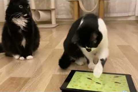 Cats React To 'CATCHING MICE' Game On Ipad