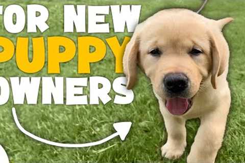 The First 7 Things You NEED To Teach Your Puppy
