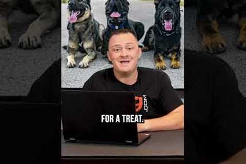 The First 3 Things You Need to Teach Your Puppy