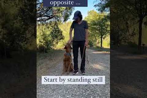 Dog Leash Training Hack! #dogtraining #goldenretriever