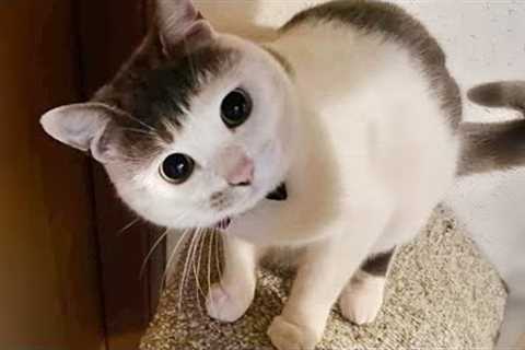 Most hilarious CATS that will make you LAUGH! Best CAT VIDEOS 2024