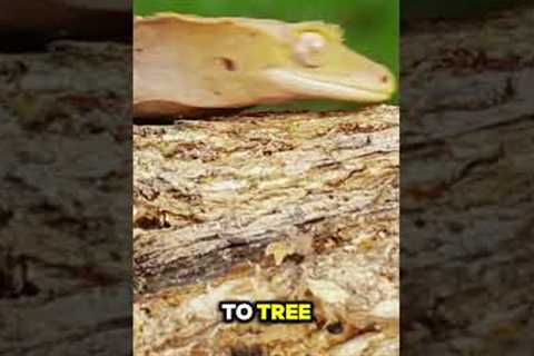 Discover Fascinating Facts About Lizards!