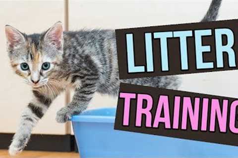 How to Litter Train Baby Kittens