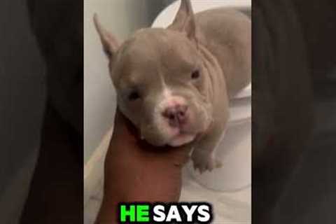 Puppy's First Bathroom Break (Cinematic Experience)