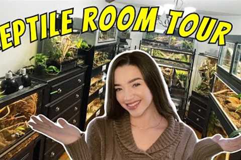 REPTILE ROOM TOUR - Snakes, Lizards, Spiders &amp; More!