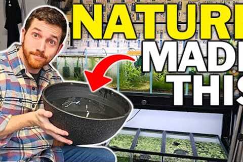 The Best Aquarium Fish That Nobody Cares About...