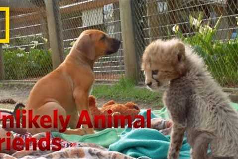 Cheetah Companion | Unlikely Animal Friends