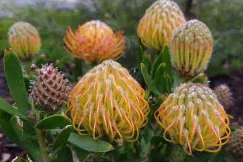 How To Plant Exotic Pincushion Protea Plants - Gardening Tips