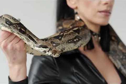 Snake Island Expert Reveals the Most VENOMOUS Snakes on Earth