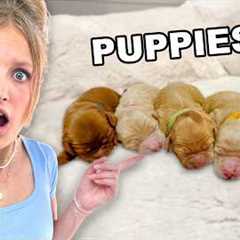 Our dog is having PUPPIES! *EMOTIONAL*