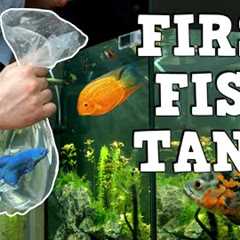 A MUST WATCH For New Fish Keepers! FIRST AQUARIUM! K.F.K.F.K.