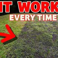 The secret to a thick lawn starts here // Beginner lawn care tricks