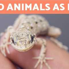 WILD ANIMALS AS PETS? 🐺 Is it OK to Keep Exotic Animals?