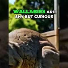 Wallabies  The Perfect Exotic Pet for Your Home Top 7 Exotic Pets You Can Own Legally