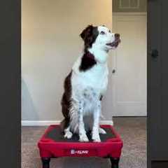 the silliest of tricks #dogtraining #dogtrick #funnydog #dogtricks #cutedog #pets