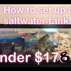 How to Set Up A Saltwater Tank for under $200!