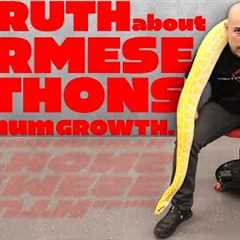 BIGGEST SNAKE?! The Truth About Burmese Python Maximum Growth