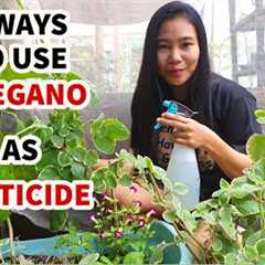 HOW TO MAKE OREGANO PESTICIDE | 4 WAYS TO USE OREGANO AS ORGANIC PESTICIDE