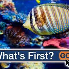 How Do I Start a Saltwater Aquarium?