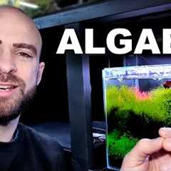 HOW TO STOP ALGAE! why I don't have any | MD FISH TANKS