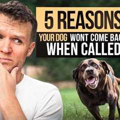 My dog wont come back when called / 5 Reasons your dog won't recall to you- Dog Training Video