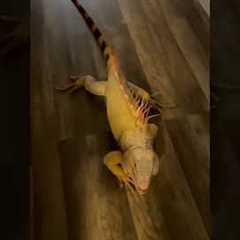 Happy Iguana Smiles When Pet Parent Returns Home! Shorts #Iguanas