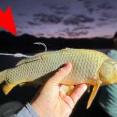 Fishing GIANT Live Baits in a Desert Lake! (They Got Eaten)