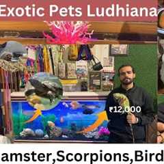 EXOTIC PETS LUDHIANA | IGUANA | DELIVERY ANYWHERE IN INDIA | ANIMALS | BIRDS & MORE #viral