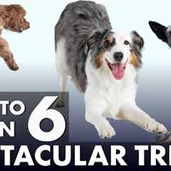 6 Impressive Dog Tricks That Are Easier Than You Think!