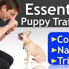 PUPPY TRAINING a 16 Week-Old FRENCH BULLDOG!