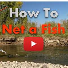 How to net a fish when fly fishing