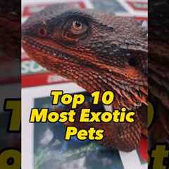 Exotic Animals / Top 10 Exotic Pets #pets #animals #shorts